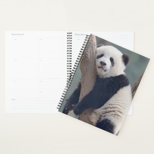 Kutest Baby Animals | Slaapstand Baby Panda-Beer Planner (Display)