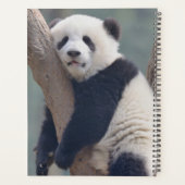 Kutest Baby Animals | Slaapstand Baby Panda-Beer Planner (Achterkant)