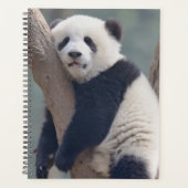 Kutest Baby Animals | Slaapstand Baby Panda-Beer Planner (Voorkant)
