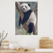 Kutest Baby Animals | Slaapstand Baby Panda-Beer Poster (Keuken)
