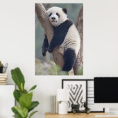 Kutest Baby Animals | Slaapstand Baby Panda-Beer Poster (Thuiskantoor)