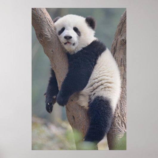 Kutest Baby Animals | Slaapstand Baby Panda-Beer Poster (Voorkant)