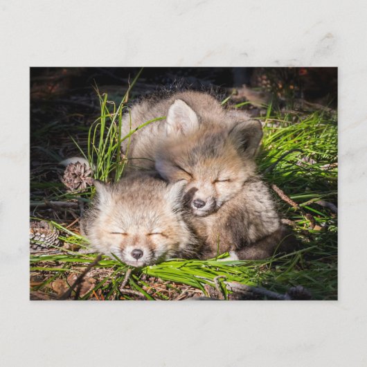 Kutest Baby Animals | Slaapstand van de Baby Red F Briefkaart (Voorkant)