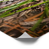 Kutest Baby Animals | Slaapstand van de Baby Red F Poster (Hoek)