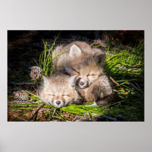 Kutest Baby Animals Slaapstand van de Baby Red F Poster