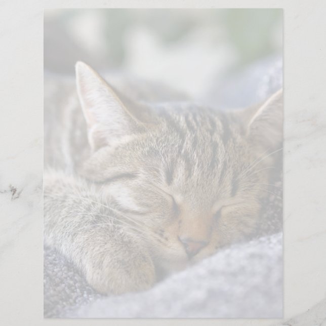 Kutest Baby Animals | Slapen van Tabby Kitten (Voorkant)