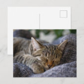 Kutest Baby Animals | Slapen van Tabby Kitten Briefkaart (Voorkant / Achterkant)