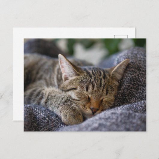 Kutest Baby Animals | Slapen van Tabby Kitten Briefkaart (Voorkant / Achterkant)