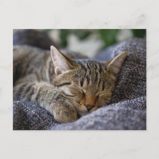 Kutest Baby Animals | Slapen van Tabby Kitten Briefkaart (Voorkant)