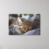 Kutest Baby Animals | Slapen van Tabby Kitten Canvas Afdruk (Voorkant)
