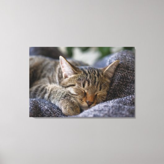 Kutest Baby Animals | Slapen van Tabby Kitten Canvas Afdruk (Voorkant)