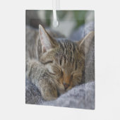 Kutest Baby Animals | Slapen van Tabby Kitten Glas Ornament (Voorkant links)