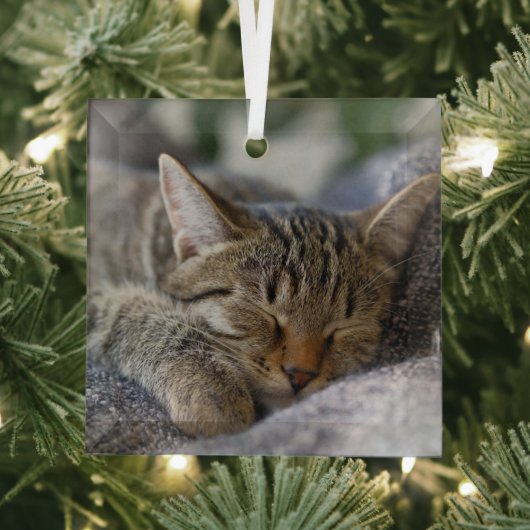Kutest Baby Animals | Slapen van Tabby Kitten Glas Ornament (Insitu)