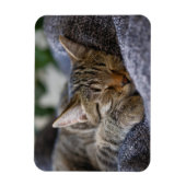 Kutest Baby Animals | Slapen van Tabby Kitten Magneet (Verticaal)