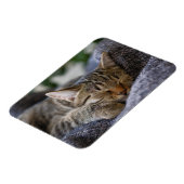 Kutest Baby Animals | Slapen van Tabby Kitten Magneet (Linkerzijde)