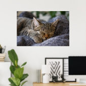 Kutest Baby Animals | Slapen van Tabby Kitten Poster (Thuiskantoor)