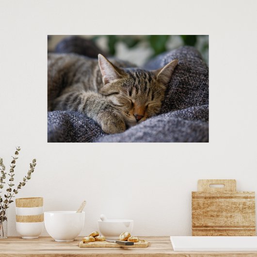 Kutest Baby Animals | Slapen van Tabby Kitten Poster (Keuken)