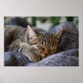 Kutest Baby Animals | Slapen van Tabby Kitten Poster (Voorkant)