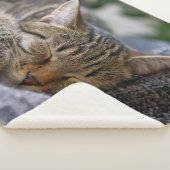 Kutest Baby Animals | Slapen van Tabby Kitten Sherpa Deken (3/4)