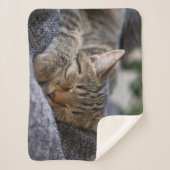 Kutest Baby Animals | Slapen van Tabby Kitten Sherpa Deken (Voorkant)