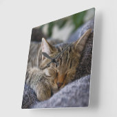 Kutest Baby Animals | Slapen van Tabby Kitten Vierkante Klok (Hoek)