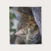 Kutest Baby Animals | Slapen van Tabby Kitten Wandkleed (Voorkant)
