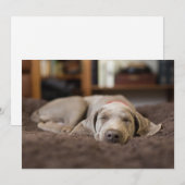 Kutest Baby Animals | Sleephoesem van de weimarane Bedankkaart (Voorkant / Achterkant)