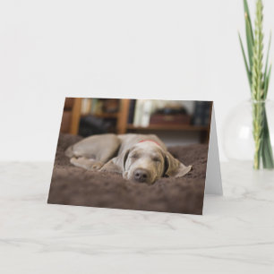 Kutest Baby Animals   Sleephoesem van de weimarane Kaart