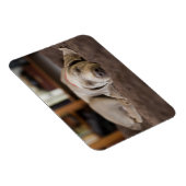 Kutest Baby Animals | Sleephoesem van de weimarane Magneet (Rechterzijde)