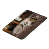 Kutest Baby Animals | Sleephoesem van de weimarane Magneet (Linkerzijde)