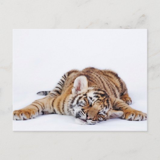 Kutest Baby Animals | Sleepy Baby tijgerkub Briefkaart (Voorkant)