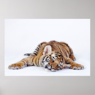 Kutest Baby Animals Sleepy Baby tijgerkub Poster
