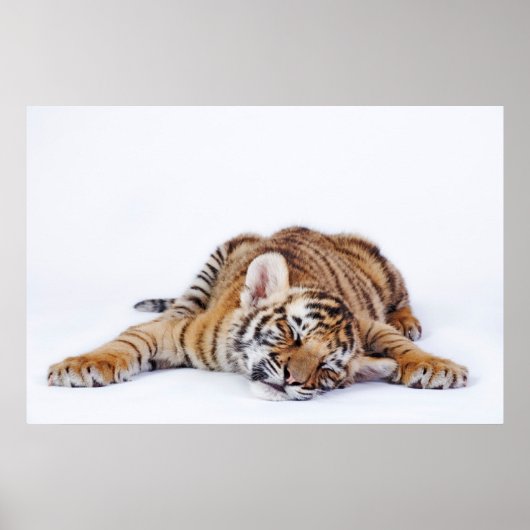 Kutest Baby Animals | Sleepy Baby tijgerkub Poster (Voorkant)