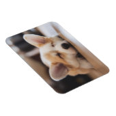 Kutest Baby Animals | Sleepy Corgi Magneet (Rechterzijde)
