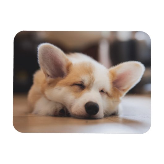 Kutest Baby Animals | Sleepy Corgi Magneet (Horizontaal)