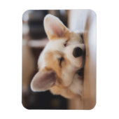 Kutest Baby Animals | Sleepy Corgi Magneet (Verticaal)