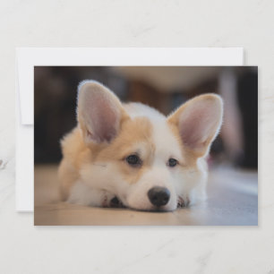 Kutest Baby Animals   Sleepy Corgi Puppy Bedankkaart