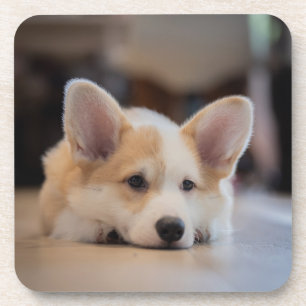 Kutest Baby Animals   Sleepy Corgi Puppy Bier Onderzetter