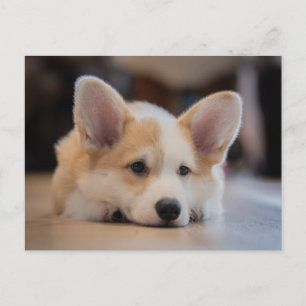 Kutest Baby Animals   Sleepy Corgi Puppy Briefkaart