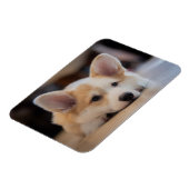 Kutest Baby Animals | Sleepy Corgi Puppy Magneet (Linkerzijde)