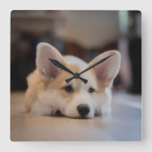 Kutest Baby Animals | Sleepy Corgi Puppy Vierkante Klok (Voorkant)