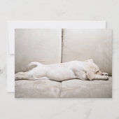 Kutest Baby Animals | Sleepy Yellow Labrador Puppy Bedankkaart (Voorkant)