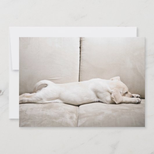 Kutest Baby Animals | Sleepy Yellow Labrador Puppy Bedankkaart (Voorkant)