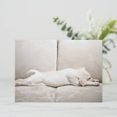 Kutest Baby Animals | Sleepy Yellow Labrador Puppy Bedankkaart (Staand voorkant)