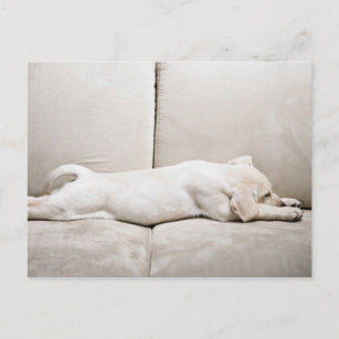 Kutest Baby Animals   Sleepy Yellow Labrador Puppy Briefkaart