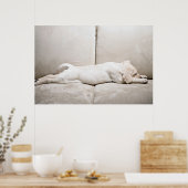 Kutest Baby Animals | Sleepy Yellow Labrador Puppy Poster (Keuken)
