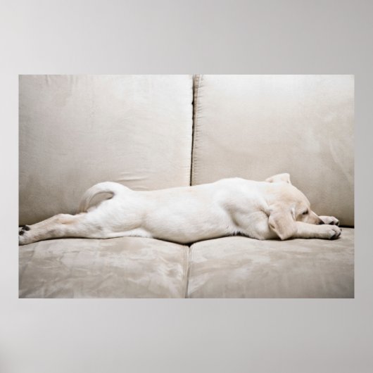 Kutest Baby Animals | Sleepy Yellow Labrador Puppy Poster (Voorkant)