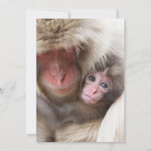 Kutest Baby Animals Sneeuwaap Bedankkaart