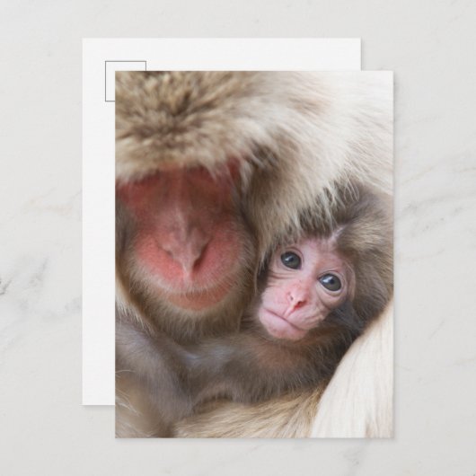 Kutest Baby Animals | Sneeuwaap Briefkaart (Voorkant / Achterkant)