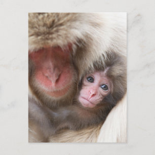 Kutest Baby Animals   Sneeuwaap Briefkaart